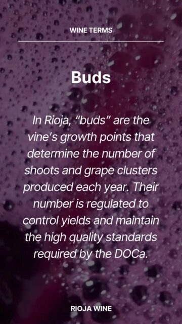 Only the best buds will do. Rioja closely regulates its every grapevine, ensuring the best quality possible.