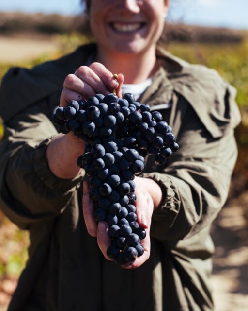 Breathtaking by the bunches. This harvest season is looking to be just as rewarding for us as it will be for your palate. Stay tuned…