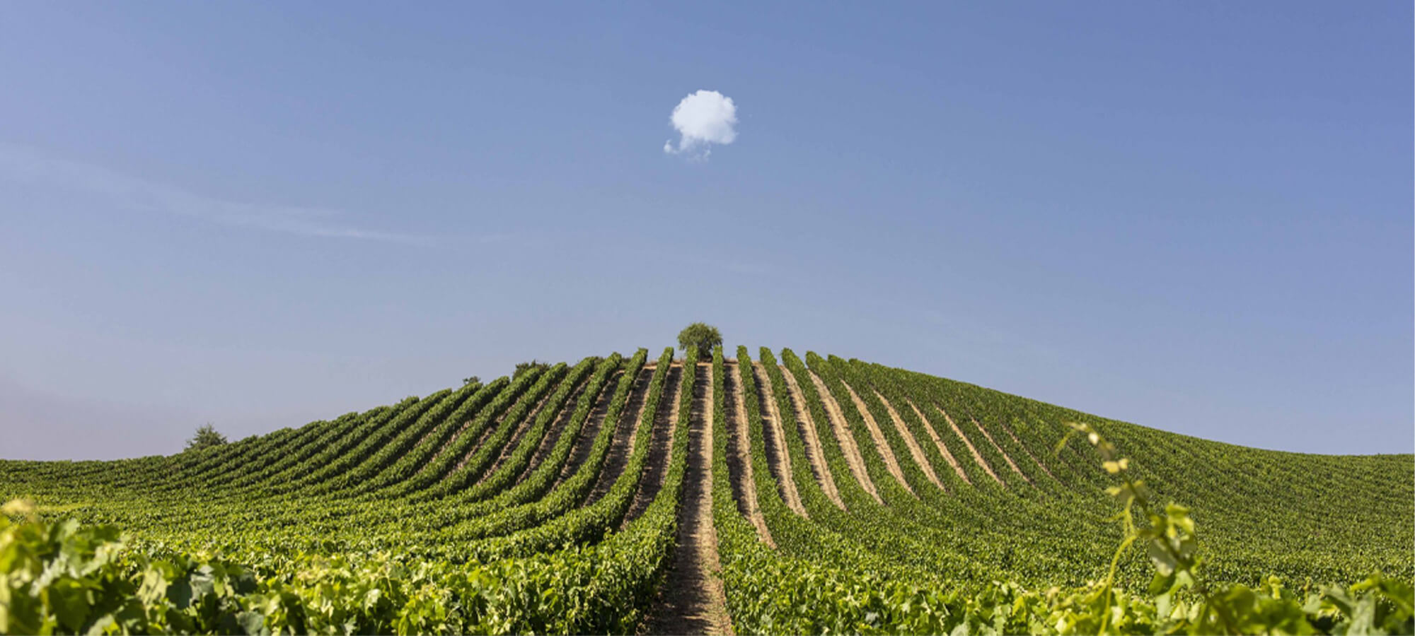 Wine Spectator’s Wine Talk: NBA & Rioja