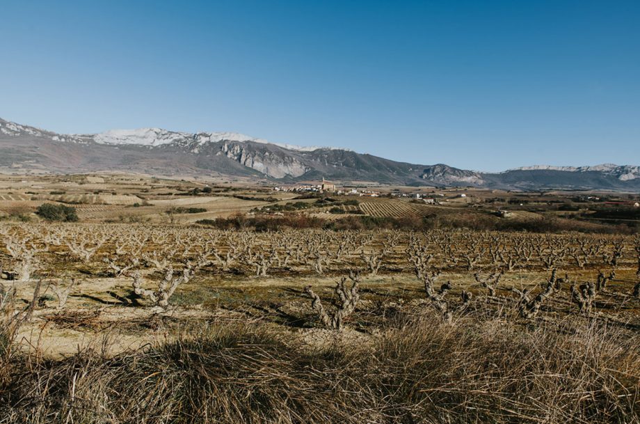 La Rioja Alta old vines