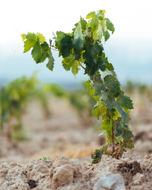A pleasant exchange for all parties.

As spring picks up in Rioja, so does an age-old conversation between not just the winemakers, but the soil, vines, and weather as well.