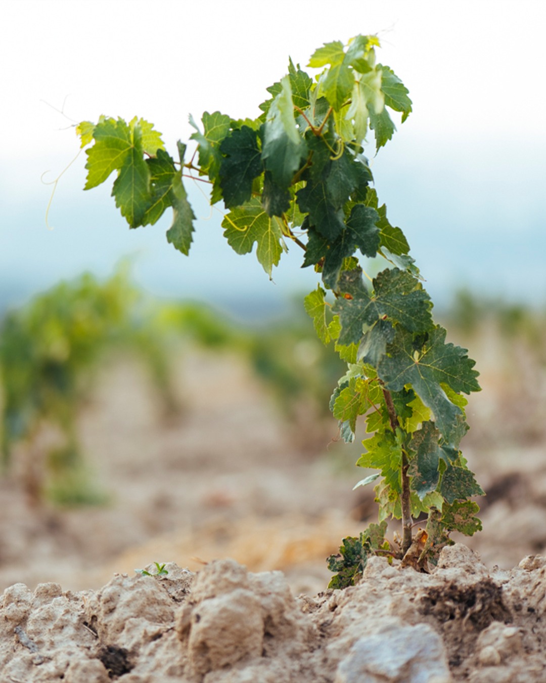 A pleasant exchange for all parties.

As spring picks up in Rioja, so does an age-old conversation between not just the winemakers, but the soil, vines, and weather as well.
