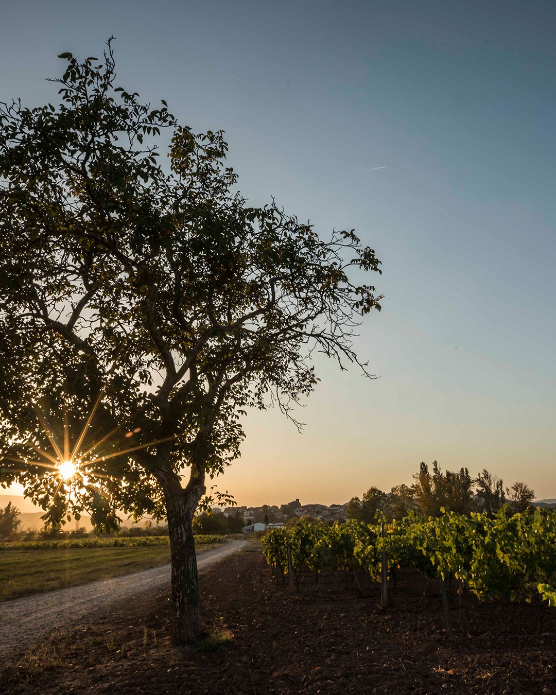 You don’t need a sunrise to see that Rioja’s rich terroir and even richer history have always had a glow of their own.