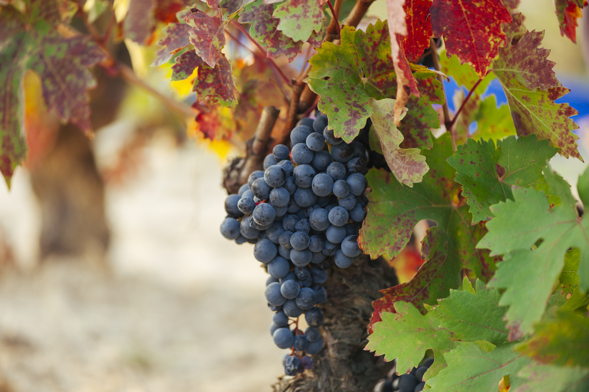 Organic Wines: The Ideal Match of Quality and Sustainability
