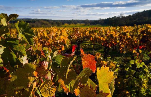 Drinks International | Rise of Rioja’s carbonically macerated reds