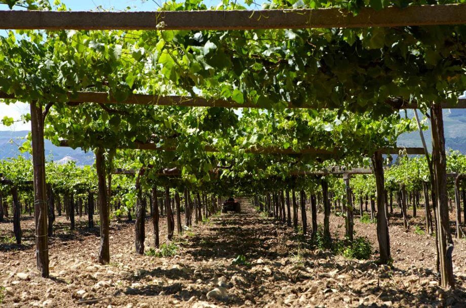 Spanish wine giant CVNE expands into Rías Baixas with La Val purchase
