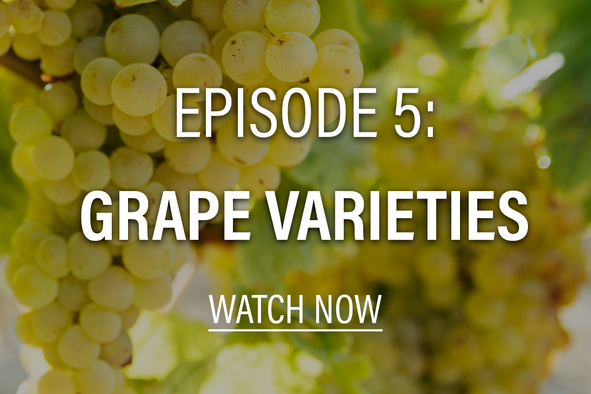 white wine grapes with text overlay: episode 5: grape varieties, watch now