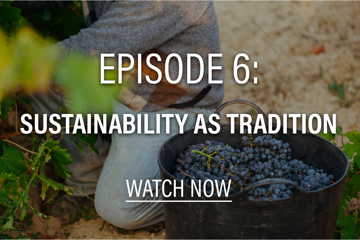 person picking wine grapes with a bucket full of grapes next to them; text overlay: episode 6: sustainability as tradition, watch now