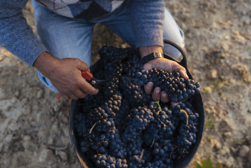 A man cuts a barrel full of grape bushels