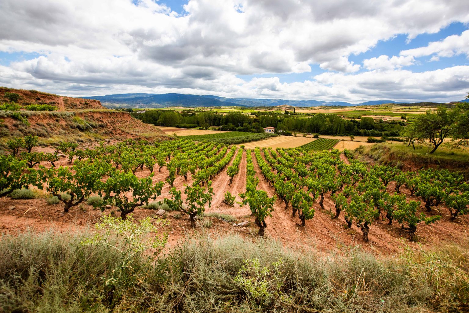 Decanter Announces Results of Groundbreaking Rioja Viñedos Singulares Panel Tasting