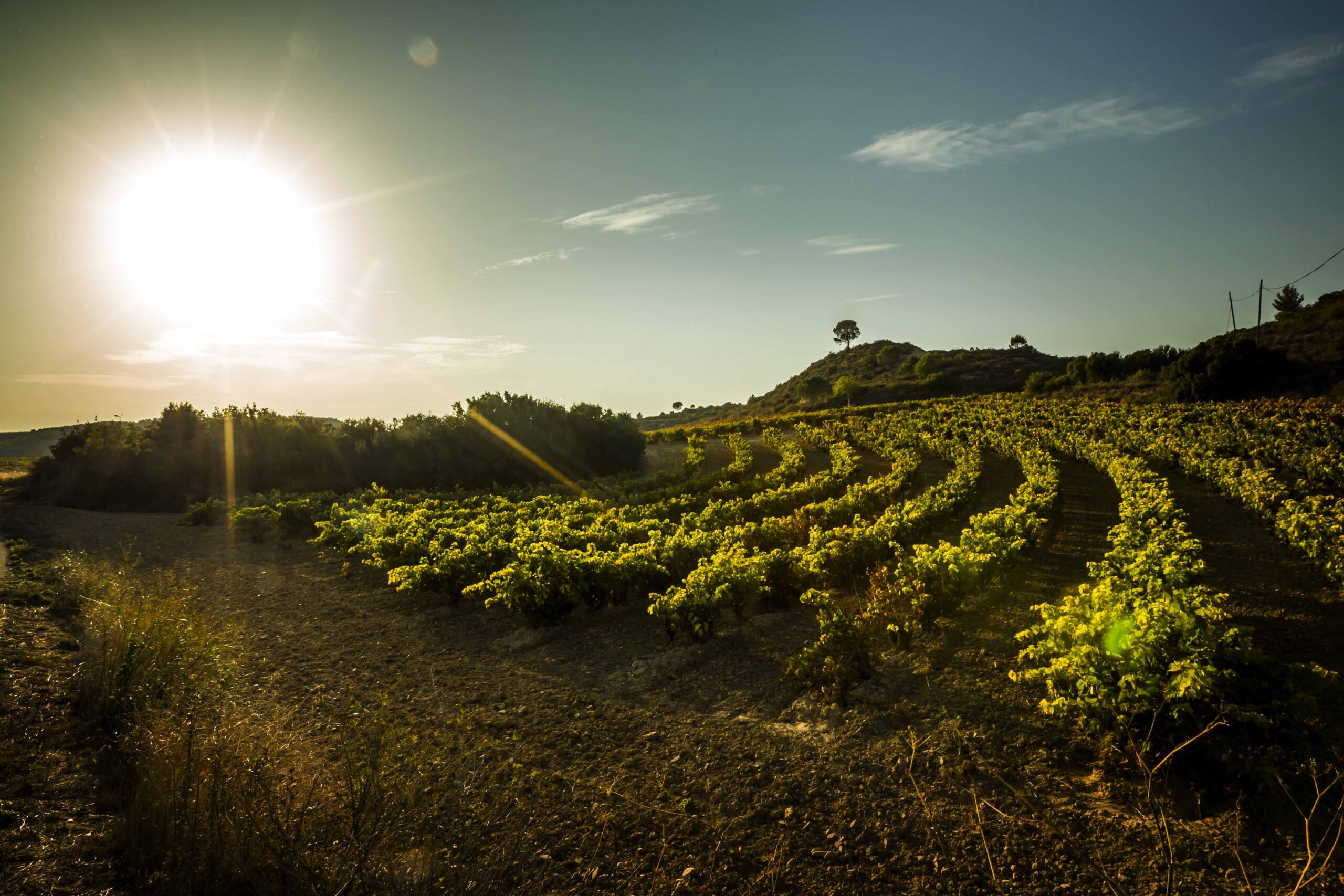 Rioja’s New Docu-Series and Men’s Journal Feature: Wine, Culture, and Opportunity