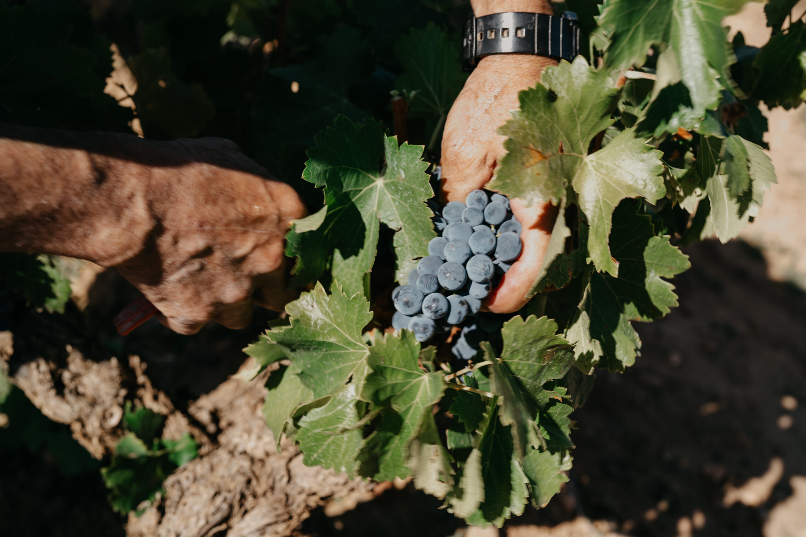 Rioja’s AI Harvest Model Hit 96% Accuracy — What It Means for Quality Assurance