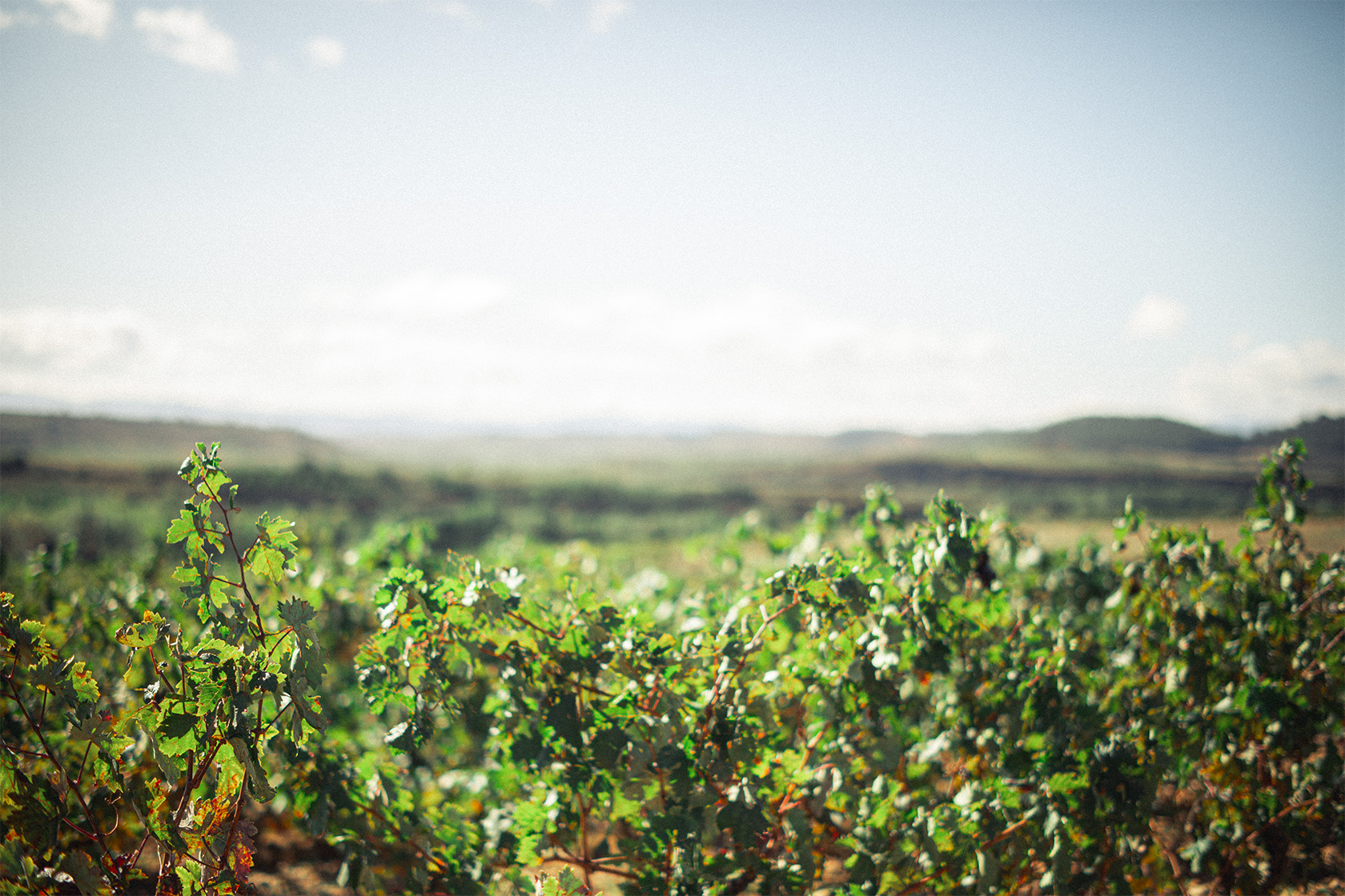 Heatwaves Are Reshaping What Consumers Drink – And Why Rioja Is Well Positioned